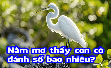 Giải mã giấc mơ thấy con cò